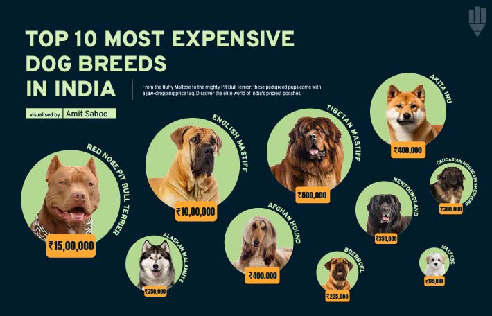 Explore the most expensive dog breeds in India with our detailed data visuals. Learn which breeds top the list and why they are so highly valued. Click to dive into the fascinating world of expensive dog breeds!